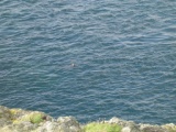 Calf%20and%20Sound%20of%20Man%2008.JPG
