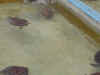 DSC00394.JPG (1154536 bytes)