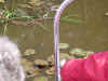 DSC00455.JPG (1403807 bytes)